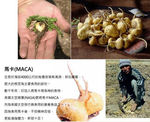 大量供应原料药级别精制玛卡(10:1)(保健品原料)