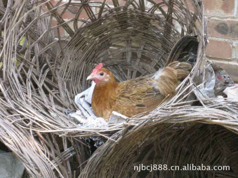鸡蛋-很黄不暴力 筷子夹鸡蛋蛋黄大蛋清粘稠-鸡