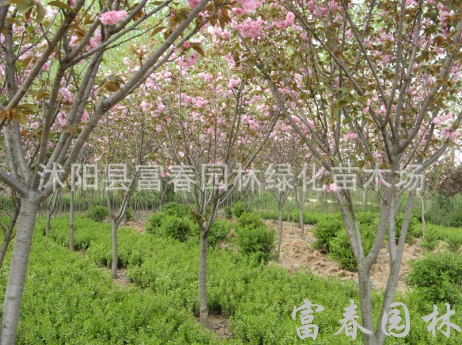 供应樱花,樱花苗,樱花树,日本樱花,日本晚樱,日本早樱,樱花基地