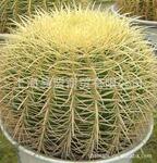防辐射植物,净化空气植物,金虎,仙人球,仙人掌,金琥