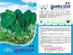 家庭农场系列品种-绿色种植环保健康-菠菜