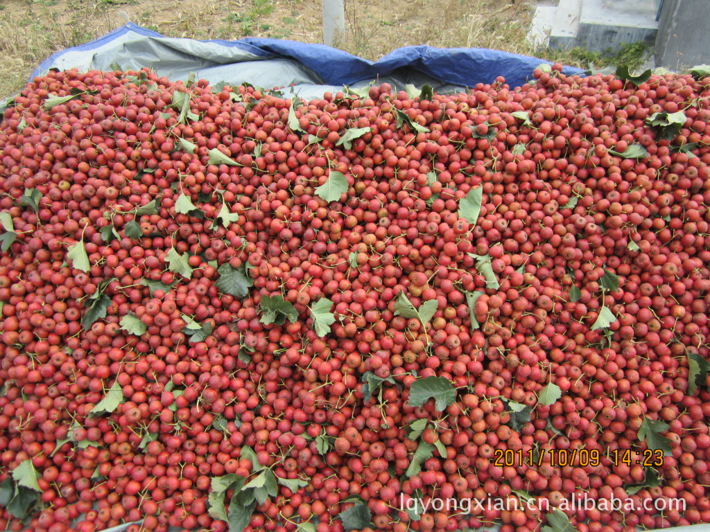 山东优质山楂万亩生产基地诚招食品厂合作(可