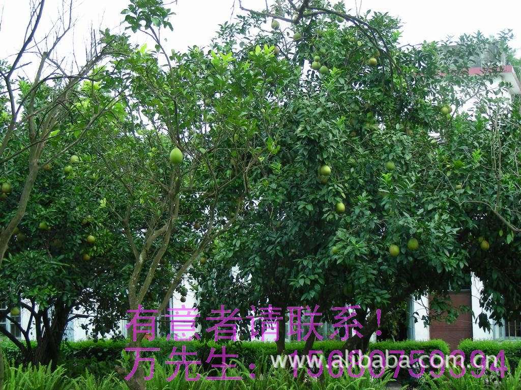 因拆迁,大量柚子树急售图片,因拆迁,大量柚子树