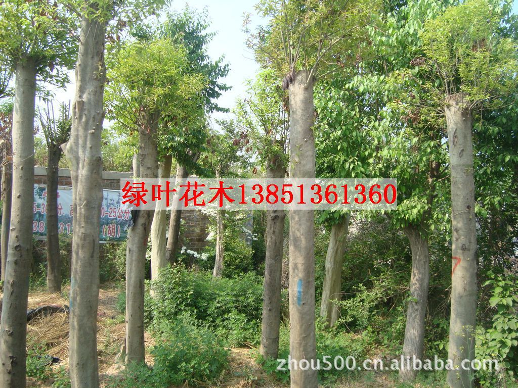 乔木-乔木<em>高杆女贞</em>直径15-<em>20公分</em>,广玉兰30公