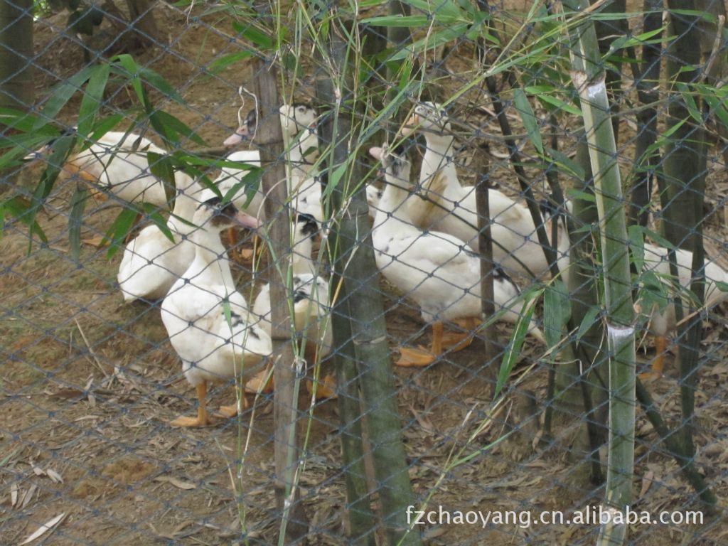 【大量优质鲜美鸭肉】价格,厂家,图片,鸭,福州市