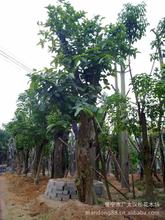 洋蒲桃_洋蒲桃价格_优质洋蒲桃批发\/采购