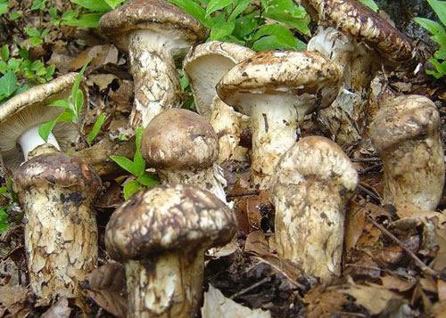 云南特产---<em>松茸</em>酒-<em>图片照片</em> - 阿里巴巴商人论