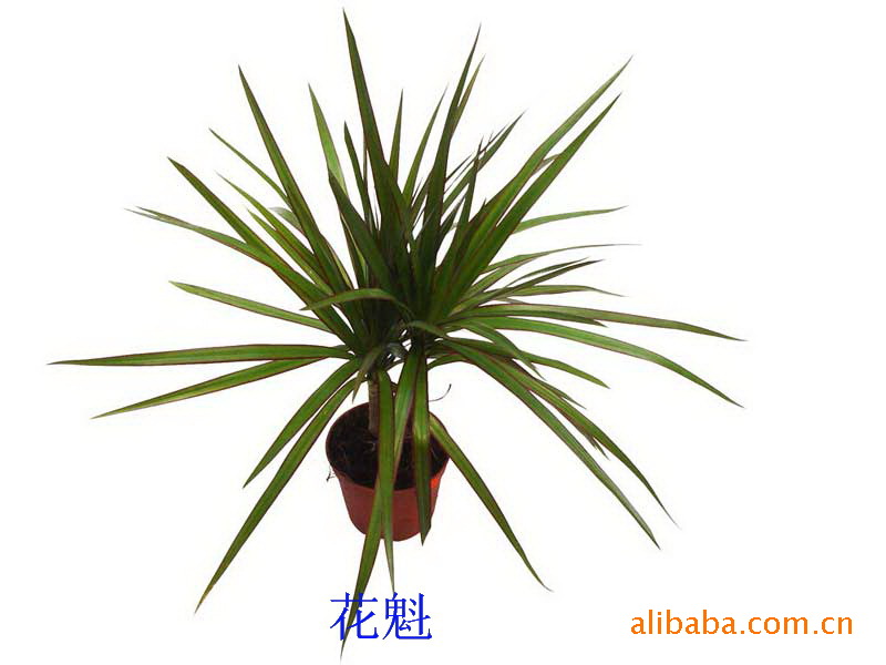 【单杆马尾铁 A100 上海花卉批发微型盆栽迷你