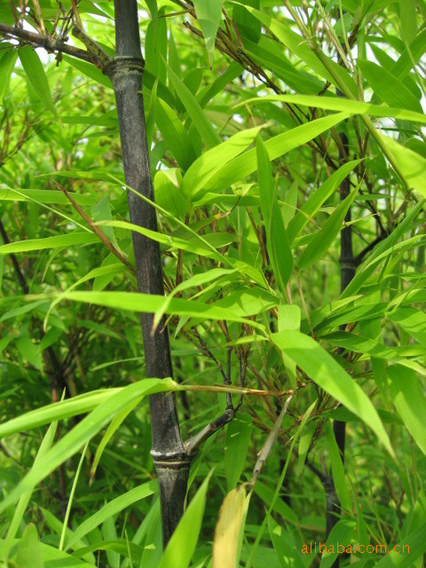 紫竹,禾木科刚竹属.拉丁名:phyllostachysnigra别名:黑竹,乌竹.