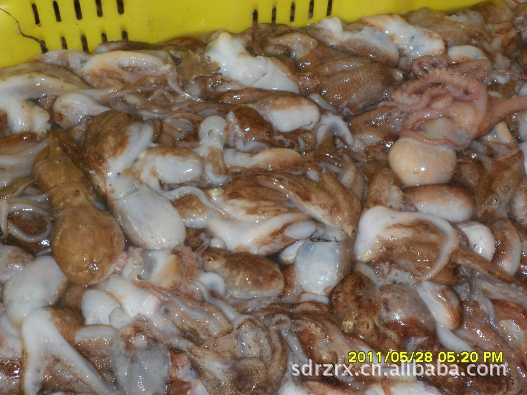 供应海鲜冷冻粗加工水产品活冻小章鱼（小八爪鱼）