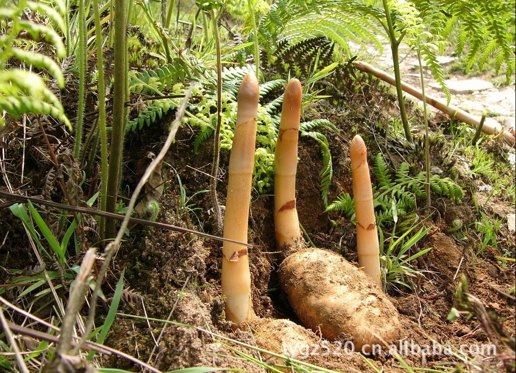 【纯天然坚果、食用药材绿色养生功能性自制固