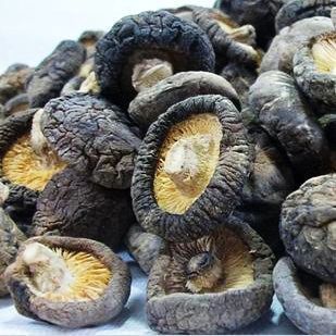 山特产野生香菇(散) 森骄特产 诚招全国加盟代理商   香菇子实体单生