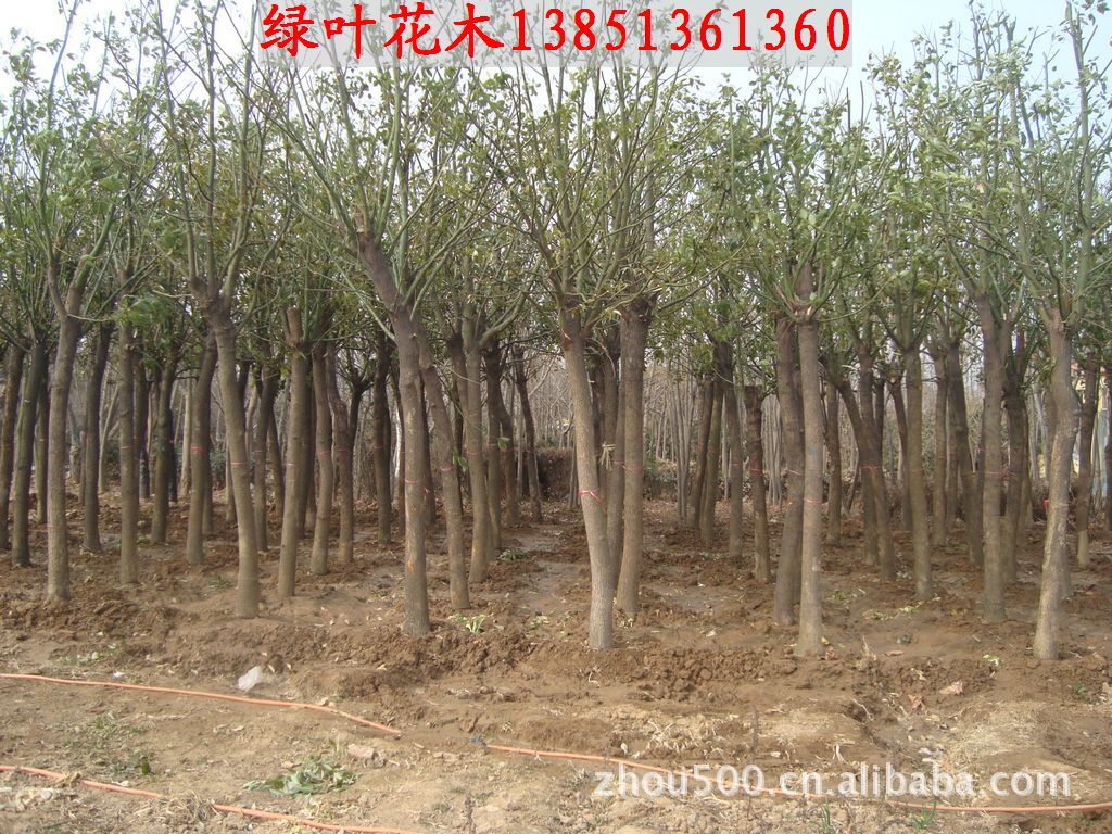 乔木-乔木<em>高杆女贞</em>直径15-<em>20公分</em>,广玉兰30公