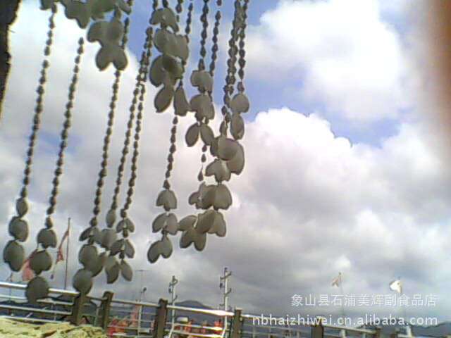 (小额批发)纯天然海螺风玲--大宝螺风玲图片,(小