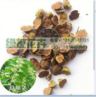 种苗、<em>种子</em>、种球-供应<em>马甲子种子</em>,带刺植物种