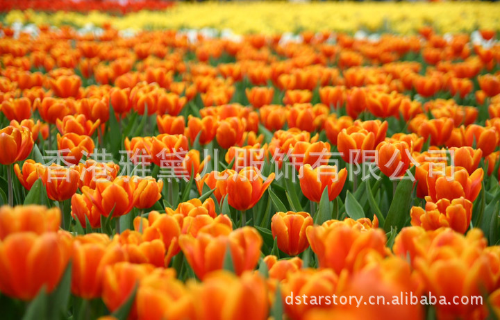 IP)美体内衣(配套系列)】价格,厂家,图片,<em>文胸</em>,香