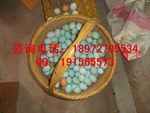 批发绿壳蛋 05-24