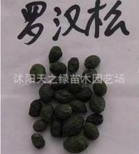 【盆景类树种子 罗汉松种子 冷藏长青罗汉杉种