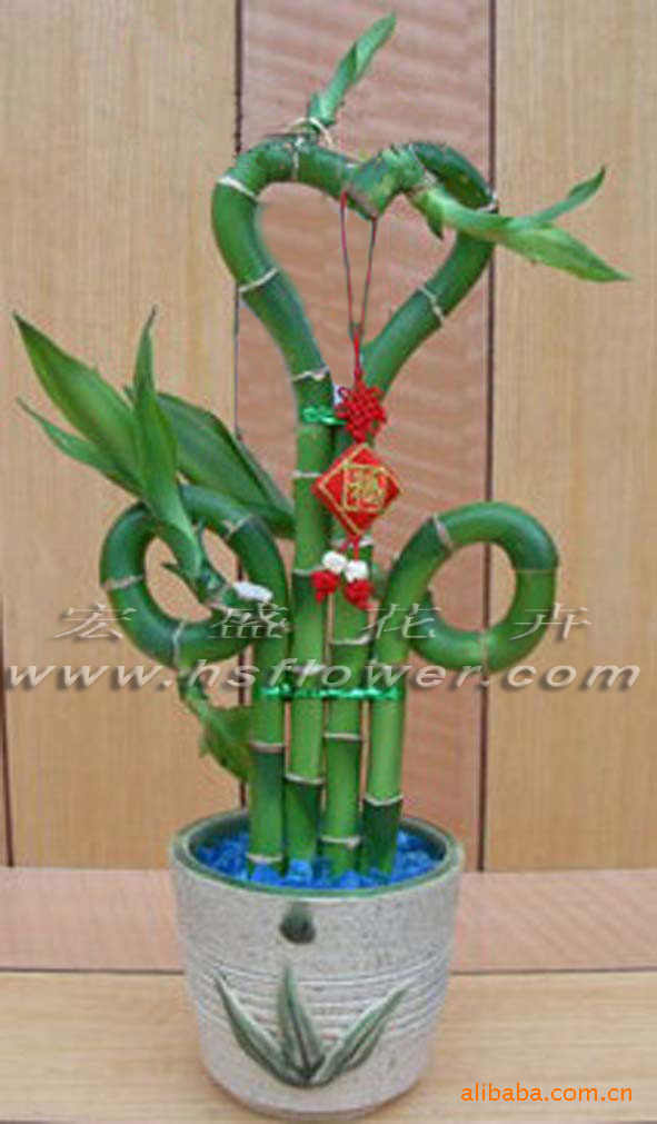 供应富贵竹lucky bamboo