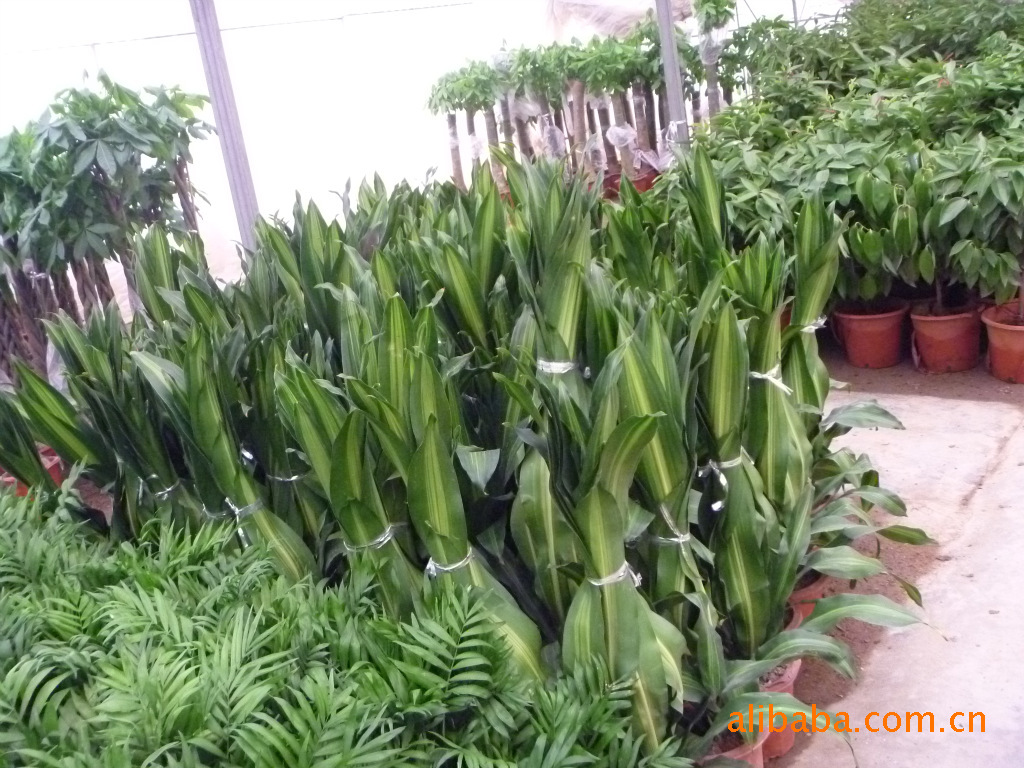 【上海绿化公司上海室内绿化公司上海花卉盆景