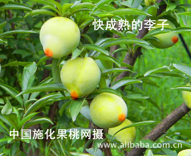 һ����������Ʒ�ֽ�������