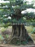 优惠供应对节白蜡盆景 对节白蜡大树 绿化工程盆景 树桩