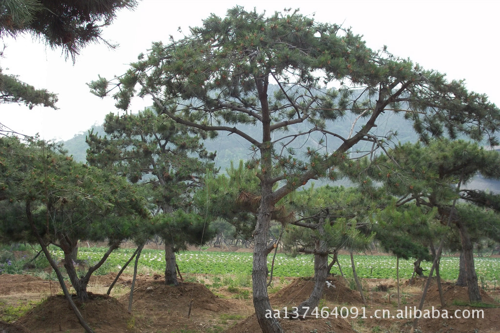 造型油松赤松黑松油松大树古树盘景柿子树等各种绿化树