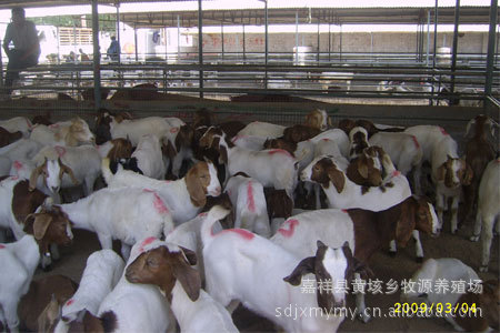 現代化肉牛養殖場，養殖技術，2012肉牛肉羊肉驢趨勢
