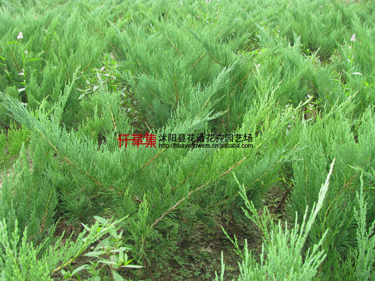 绿化苗木沙地柏成品苗,叉子圆柏,新疆圆柏,护坡固沙,岸边防护