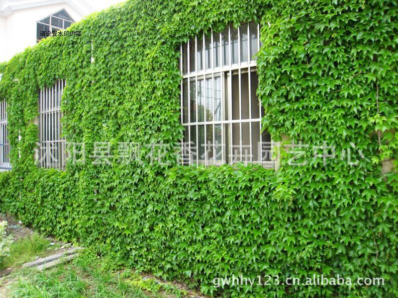 藤本植物-批发供应爬山虎苗 爬山虎小苗 五叶地
