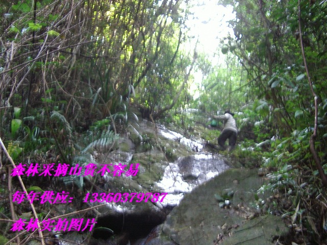 烛,穗花蛇菰,多蕊蛇菰,通天蜡烛土苁蓉,鹿仙草 