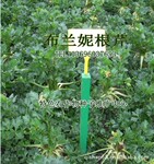 布兰妮根芹菜种子 进口根芹种子 根芹菜种子 荷兰根芹种子