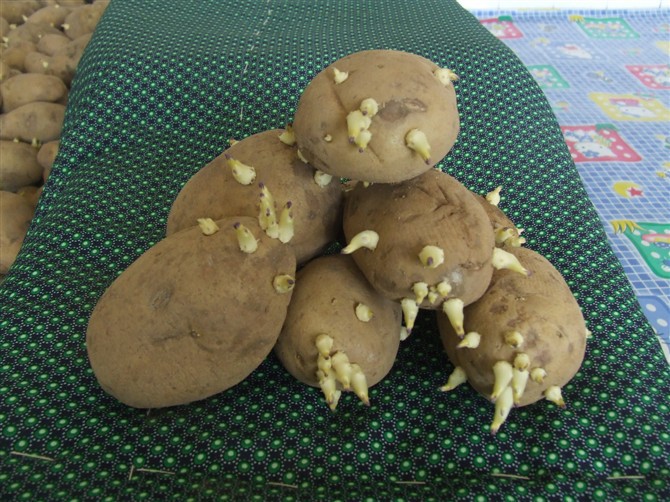 高产土豆种子种植技术方法 阿里巴巴 jnfy2011