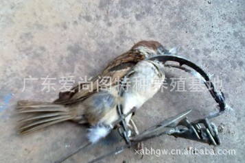 【5元供应超强捕猎夹,捕鸟器】价格,厂家,图片,动物诱捕器,广东爱尚阁专业仓鼠养殖基地-马可波罗网