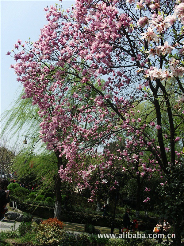 一张是今年在杭州西湖边拍的玉兰树(也是花朵在怒放中)