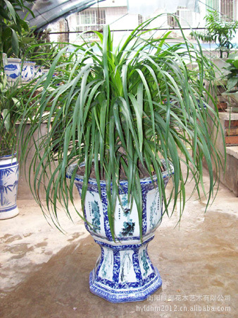 马尾铁图片,马尾铁图片大全,衡阳绿都花木艺术