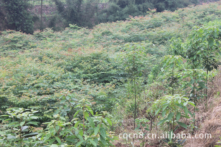 栾树 栾树苗 栾树批发 栾树苗批发 苗木图片,栾