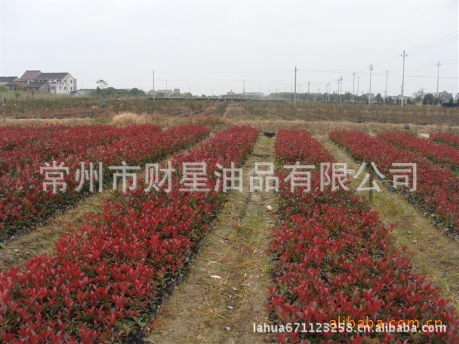 红叶石楠小苗2