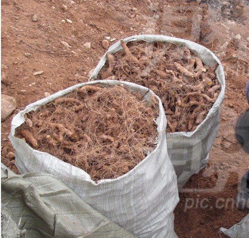 植物原药材-长期供应野生中药 黄姜 又名穿地龙