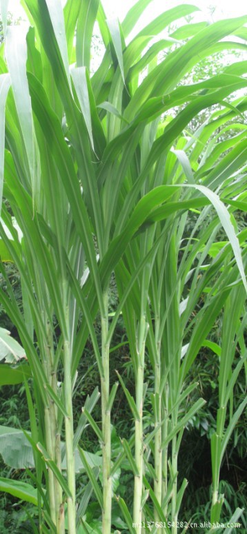 低价供应正宗的台湾甜象草,甜象草种苗,免费提供技术