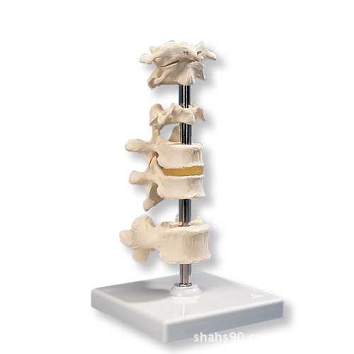 【进口6块椎骨模型人体骨骼模型脊柱模型脊椎