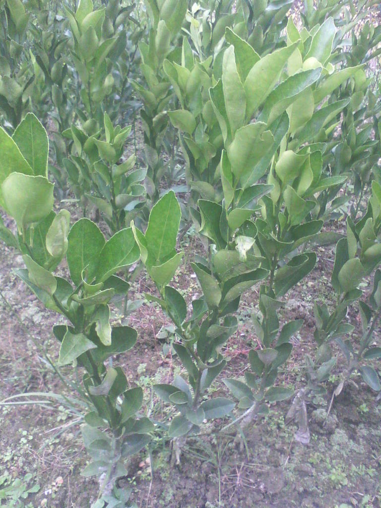 果树-江西优质脐橙苗,产量高,皮薄-果树尽在阿