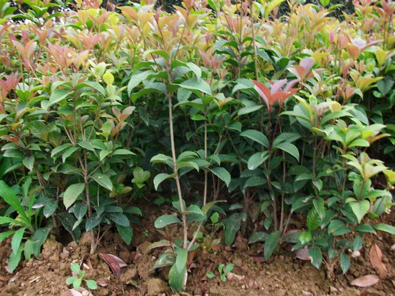 金桂 丹桂 四季桂花树苗 大型桂花苗 盆栽桂花树盆景 10年苗3公分