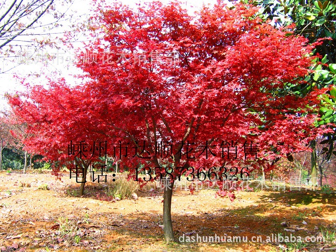 日本红枫（3）