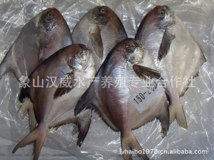 廠家專業生產各類優質新鮮冷凍鯧魚 象山海鮮鯧魚