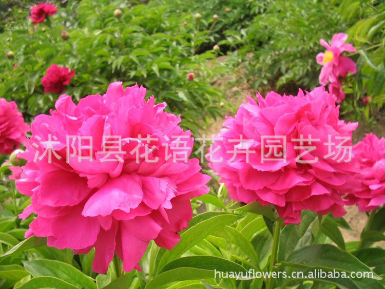 优质芍药种根 优质芍药种根