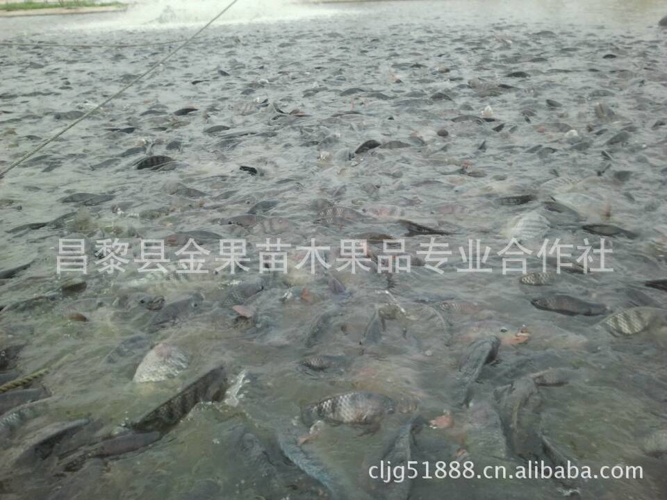 淡水鱼,活鱼,白价格,罗非鱼-产销大麦及生鱼类吃药期间能喝鲳鱼茶吗图片