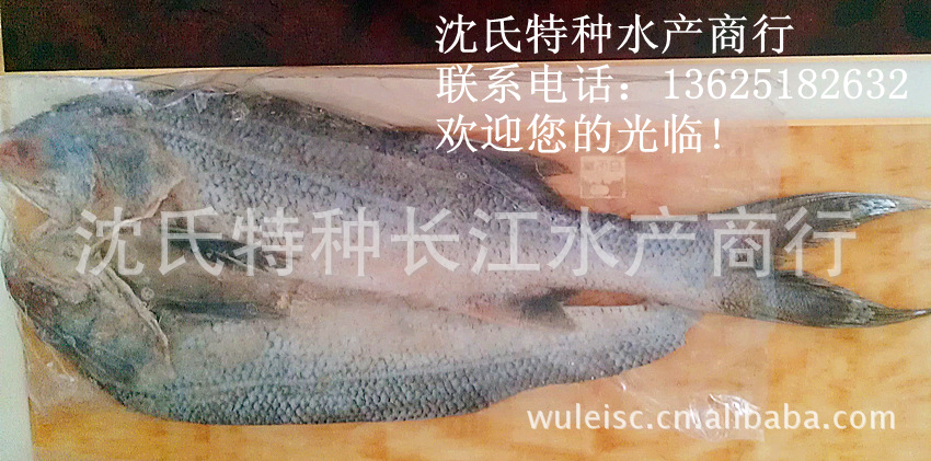 【燕尾鱼批发】水产海鲜：燕尾鱼|去内脏燕尾鱼鱼|开片燕尾鱼