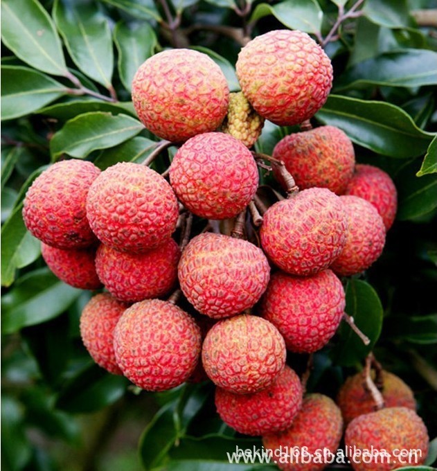 夏季新鲜水果从化荔枝,从化荔枝大量上市欢迎