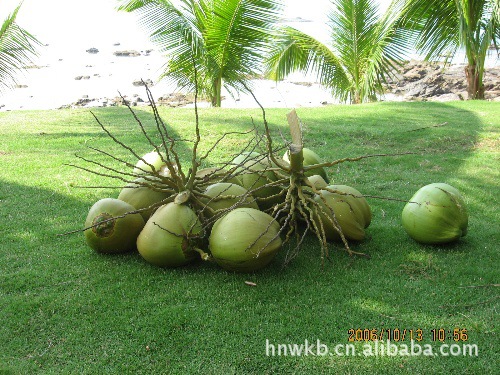 供应海南产新鲜青椰子
